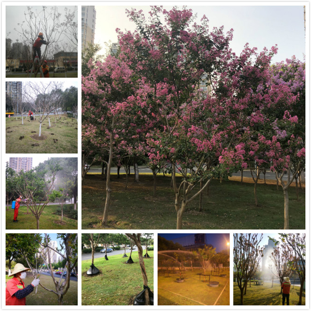 H:\紫薇花開\不同時期的養(yǎng)護PS.jpg H:\紫薇花開\不同時期的養(yǎng)護PS.jpg